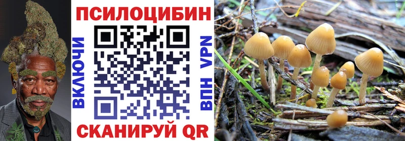Псилоцибиновые грибы Psilocybine cubensis  Няндома 